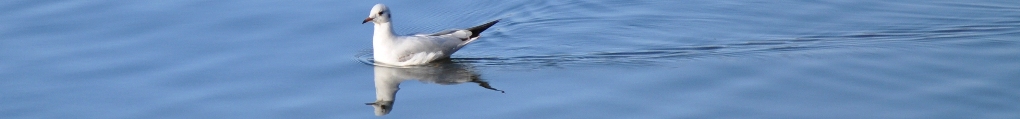 Pescarus pe lacul Herastrau